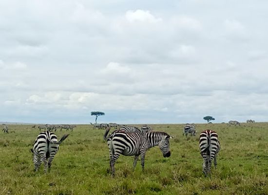 kenya/maasai-mara/attraction/maasai-mara-tours-and-safaris