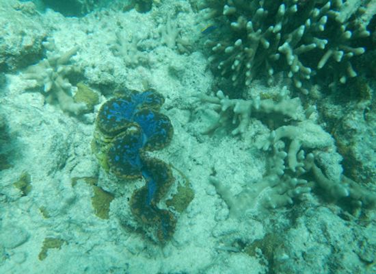 maldives/kaafu-atoll/attraction/gagarin-reef