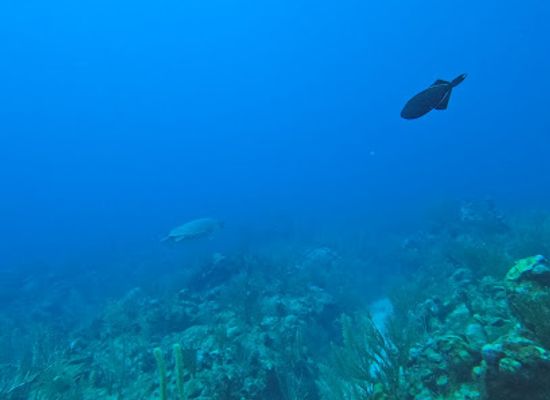 belize/caye-caulker/attraction/m-m-caverns