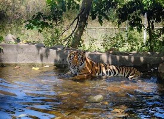 philippines/subic/attraction/zoobic-safari
