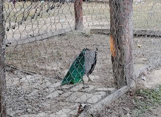 nepal/mechi-zone/attraction/jamunkhadi-simsar