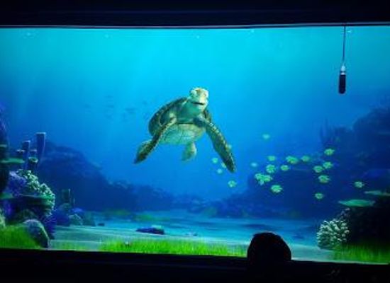 california/orange-county/attraction/turtle-talk-with-crush