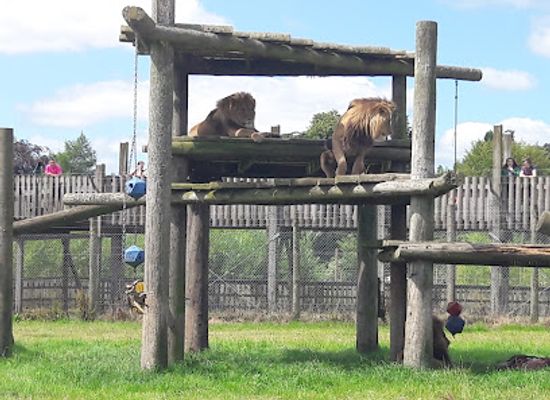united-kingdom/scotland/attraction/blair-drummond-safari-and-adventure-park