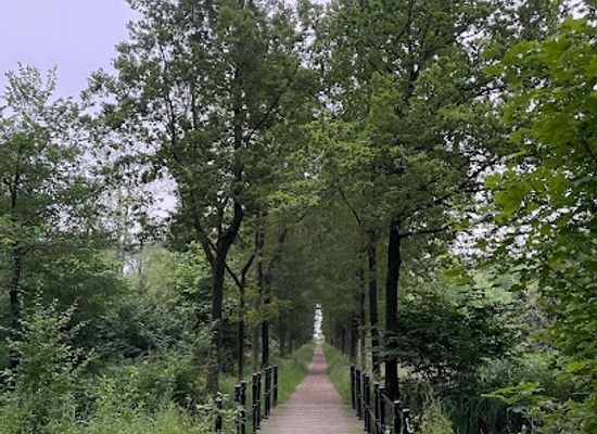 netherlands/vechtstreek/attraction/bos-over-holland