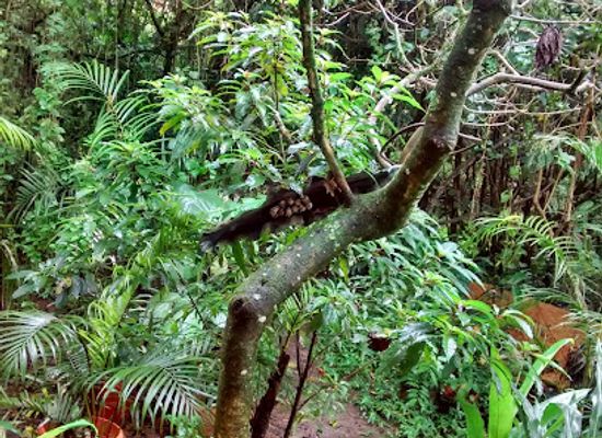 costa-rica/monteverde-cloud-forest/attraction/the-bat-jungle