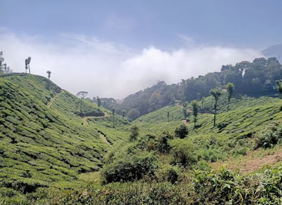 india/western-ghats/attraction/kolukkumalai-tea-estate