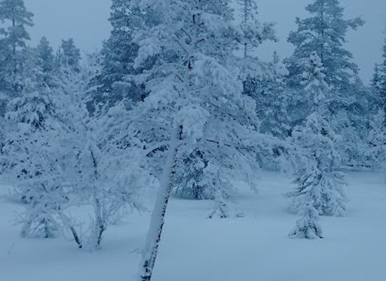 sweden/jamtland/attraction/jarvdalen-nature-reserve