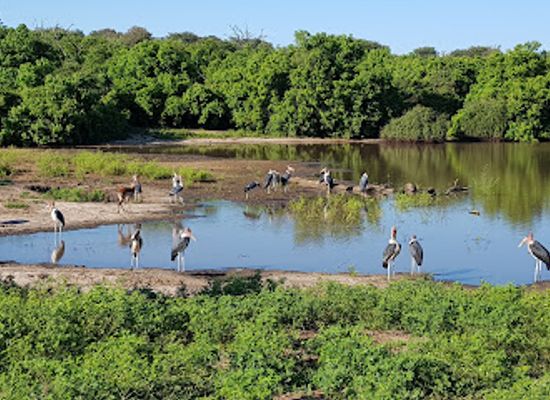 botswana/chobe-national-park/attraction/chobe-national-park-stretch-point