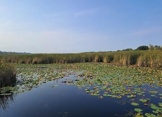 michigan/bay-city/attraction/tobico-marsh-nature-area