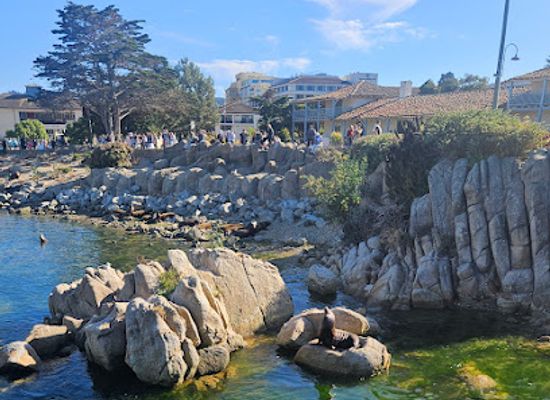 california/monterey/monterey-bay-aquarium/attraction/monterey-sea-lions