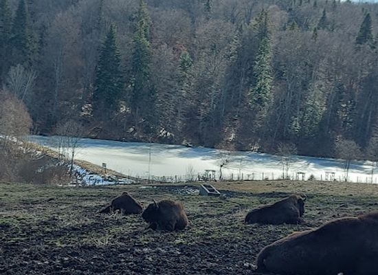 romania/neamt/attraction/dragos-voda-bisons-and-carpathian-fauna-reserve