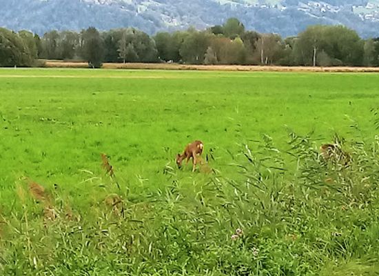 austria/bregenzerwald/attraction/schweizer-ried
