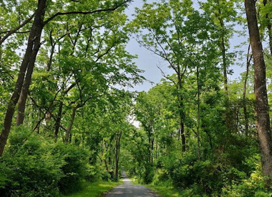 new-jersey/princeton/attraction/john-witherspoon-woods