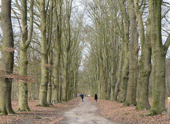 netherlands/betuwe/attraction/amerongse-bos