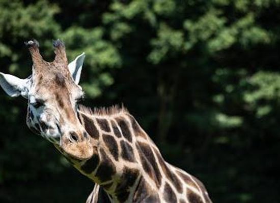 united-kingdom/norwich/attraction/banham-zoo