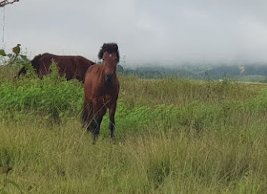 indonesia/north-kalimantan/attraction/krayan-kalimantan-utara