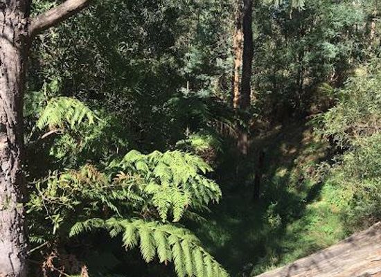 australia/yarra-valley/attraction/clematis-bushland-reserve