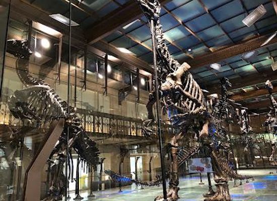 belgium/leuvense-vaart/attraction/royal-belgian-institute-of-natural-sciences