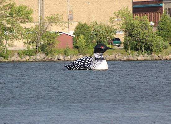 minnesota/iron-range/attraction/world-s-largest-floating-loon