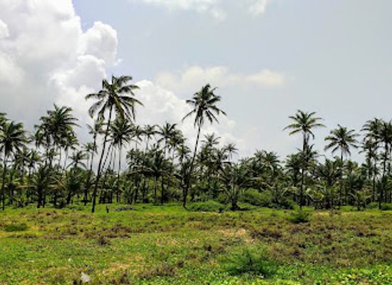india/goa/attraction/cansaulim-beach