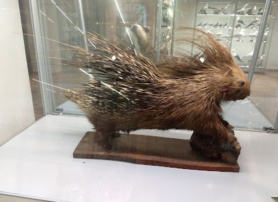 italy/salento/attraction/natural-history-museum-of-salento