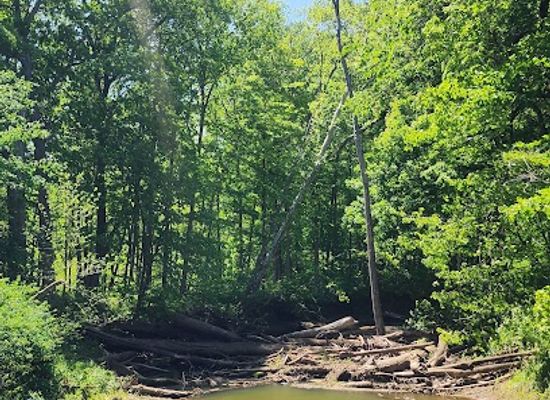 michigan/warren-dunes-state-park/attraction/warren-woods-forest-primeval