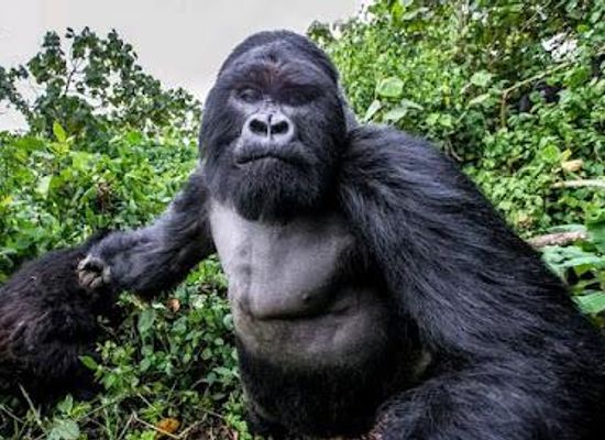 uganda/central-region/attraction/shoebill-uganda-tours-mabamba-swamp