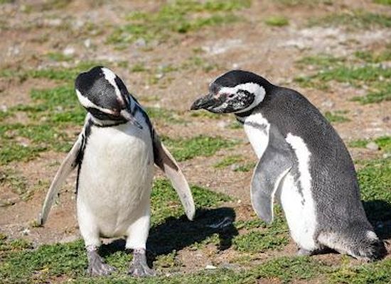 chile/punta-arenas/attraction/solo-expediciones-excursiones-patagonia
