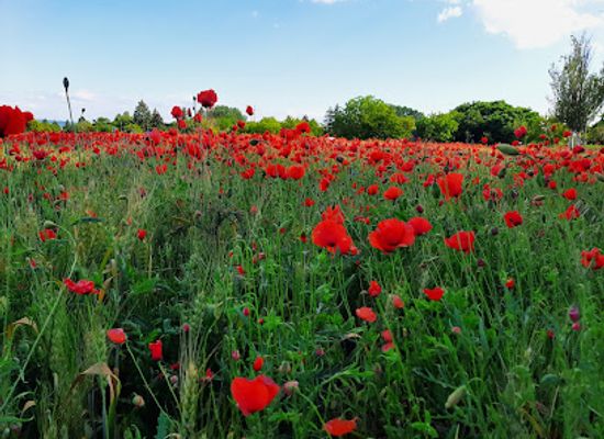 hungary/lake-balaton/attraction/pipacsmezo