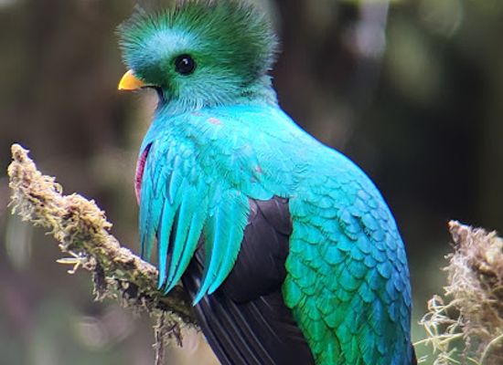 costa-rica/monteverde-cloud-forest/attraction/costa-rica-wild-tours