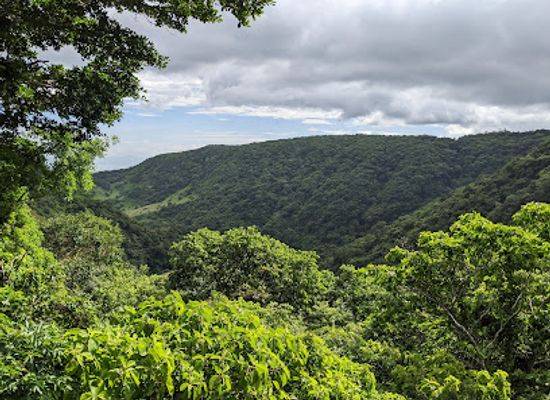 costa-rica/monteverde-cloud-forest/attraction/children-s-eternal-rain-forest-bajo-del-tigre