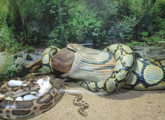 india/chennai/attraction/guindy-national-park