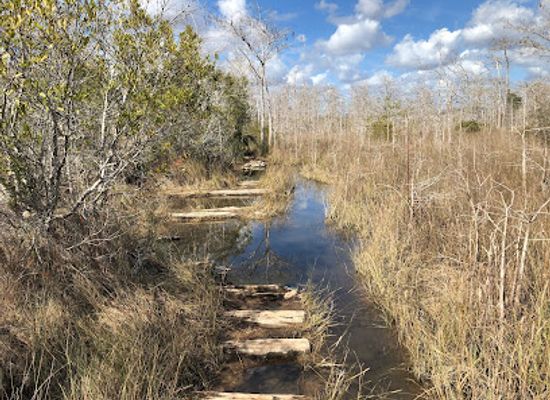 florida/big-cypress-national-preserve/attraction/gator-hook-trail
