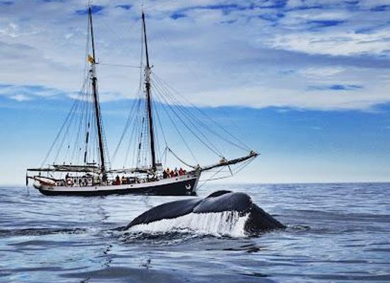iceland/husavik/attraction/north-sailing-husavik-whale-watching