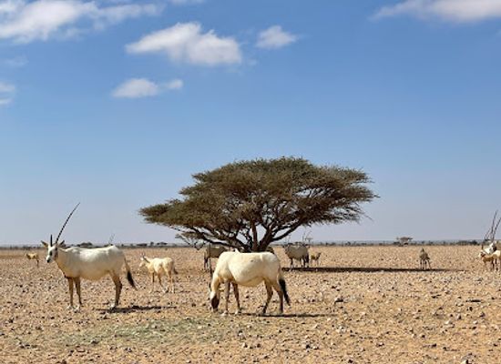 oman/al-wusta-governorate/attraction/al-wusta-wildlife-reserve