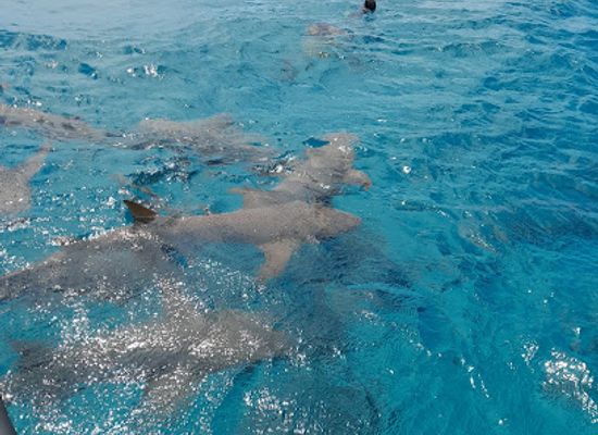 maldives/alimatha-island/attraction/darkgreen-adventures-new-sharkpoint