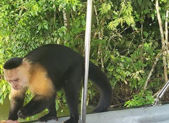 panama/panama-city/attraction/monkey-adventures