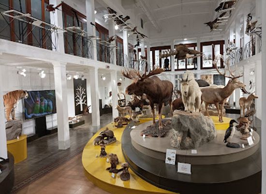 italy/catania/attraction/zoological-museum-catania