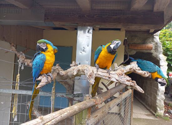 austria/gurktal/attraction/vogelpark-turnersee