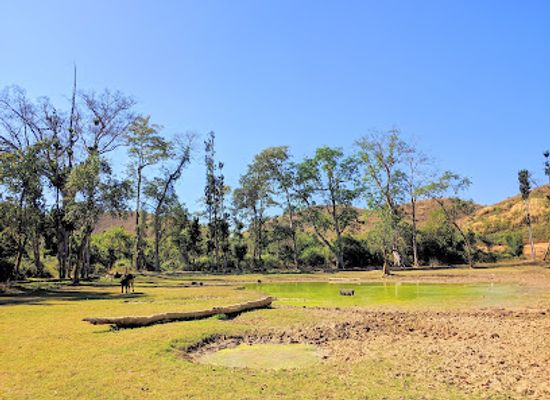 laos/muang-sing/attraction/candle-tree-forest