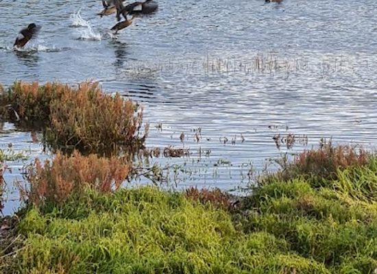 australia/western-district/attraction/fawthrop-lagoon