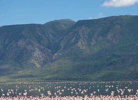 kenya/lake-bogoria/attraction/flamingo-viewpoint