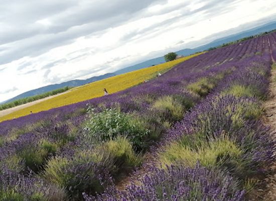 france/provence/attraction/lavender-sunflower-field
