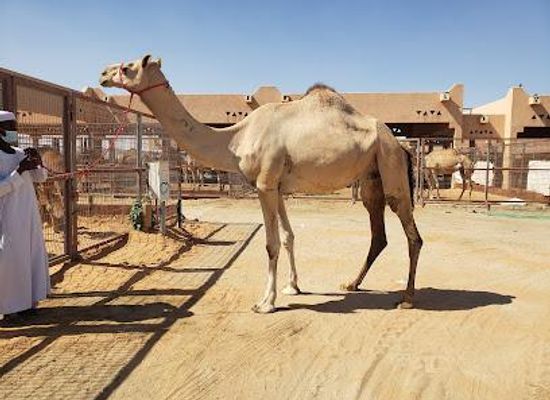 united-arab-emirates/al-ain/attraction/al-ain-camel-market