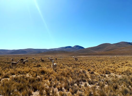 bolivia/tarija-valley/attraction/cordillera-de-sama-biological-reserve