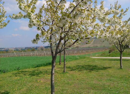 austria/neusiedler-see/attraction/kirschengarten