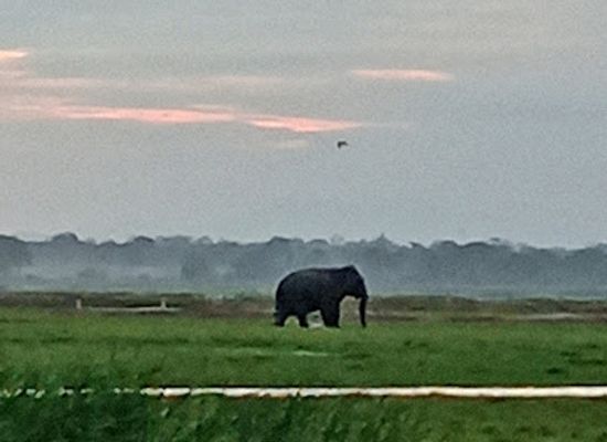 sri-lanka/arugam-bay/attraction/lagoon-elephant-view-point