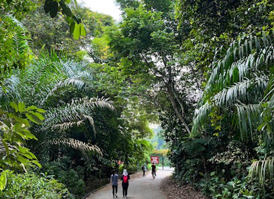 singapore/ang-mo-kio/attraction/macritchie-treetop-walk-trailhead