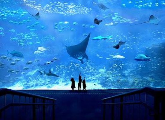 singapore/bukit-timah/attraction/s-e-a-aquarium
