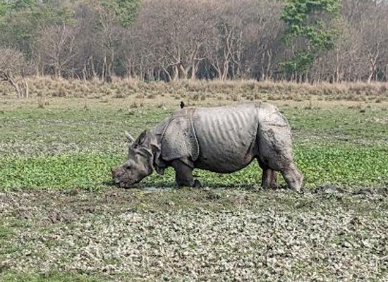 india/guwahati/attraction/pobitora-wildlife-sanctuary